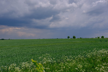 Fresh green field of juvenille grain and tree