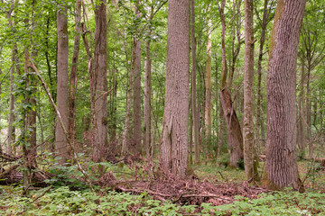 Obraz premium Springtime deciduous stand with old oaks