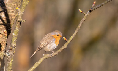  robin (Erithacus rubecula) sitting