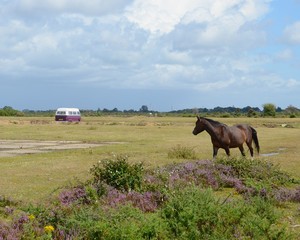 Wild New Forest pony in Hampshire with a camper van in the background