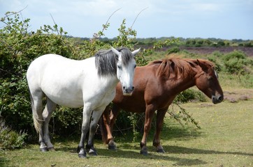 New Forest ponies on the moors in Hampshire