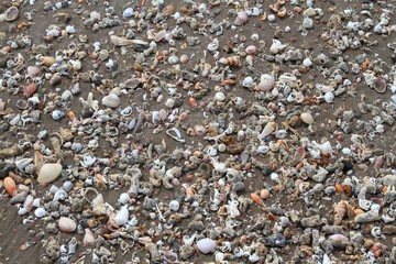 Tropical beach with seashells and coral pieces. Sandy beach covered by the sea shells and pieces of corals