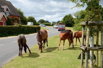 New Forest ponies on the roadside at Beaulieu in Hampshire