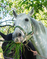 Portrait of cute white horse while she eating the green and fresh grass. Vertical, outdoor photo. A wonderful animal, big pet.