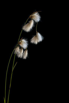 Vertical photo with white flowers against black background. Minimalism concept, saddness concept. With a lot of space for text. For cards,...