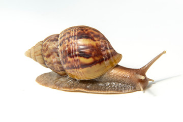 Snail, Snail Slime on white background