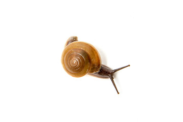 Snail, Snail Slime on white background