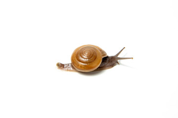 Snail, Snail Slime on white background