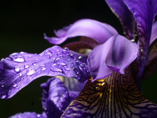 Iris closeup, water drop, violet leaves, black background