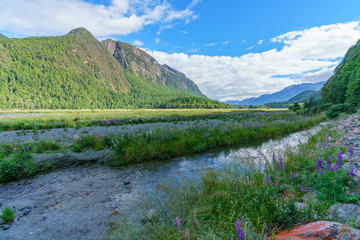meadow with lupins on a river between mountains, new zealand 6