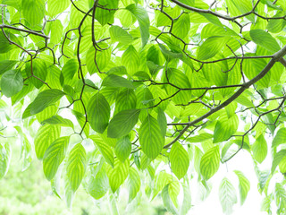 光を浴びて輝く若葉たち　５月