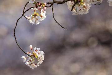  桜 62