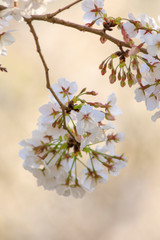  桜 63