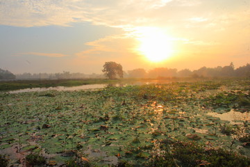 Lotus pond in the morning on the sunset.