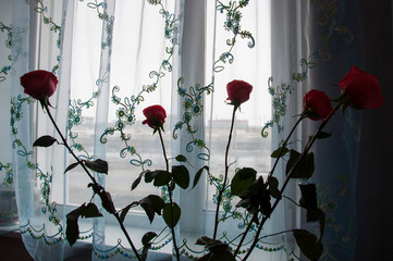 Lovely bouquet with big flowers of roses of tender coral color are staying on the table at the window. Green leaves and thorns. Still life. Calm blue curtain background