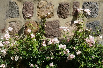 Rosen an der Steinwand der Nicolaikirche in Grömitz
