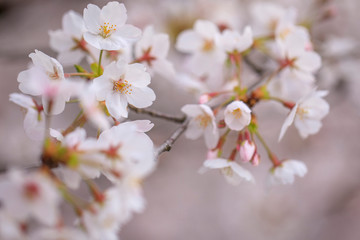 Obraz premium 桜 53