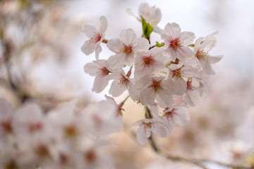  桜 55