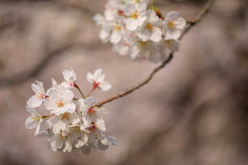 桜 54