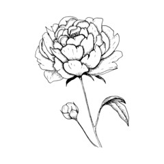 Peony. Single hand-drawn black flower peony, isolated on white background. Sketch style vector illustration.