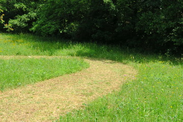 Chemin courbe à travers la pelouse, jardin vert.