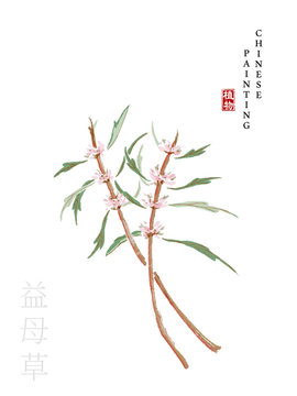 Watercolor Chinese ink paint art illustration nature plant from The Book of Songs Motherwort. Translation for the Chinese word : Plant and Motherwort