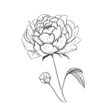 Peony. Single hand-drawn black flower peony, isolated on white background. Sketch style illustration.