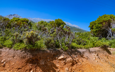Fototapeta na wymiar Vegetation on Samothraki island, Greece