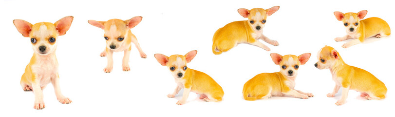 Chihuahua puppy dog small collection set isolated on white background