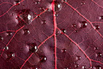 Fototapeta premium Cotinus leaf close up with water droplets
