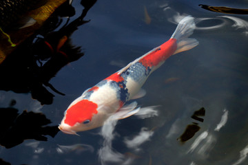 Colorful koi fish swimming in the lake