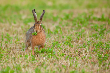 Hare eating green plant close up