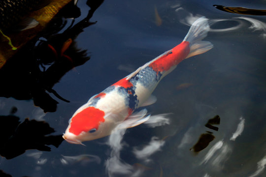 Colorful Koi Fish Swimming In The Lake