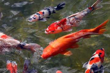 Colorful koi fish swimming in the lake