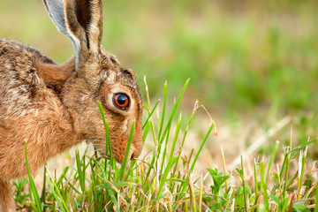 Wild hare in amazing close up detail
