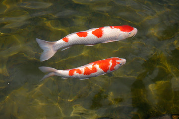 Colorful koi fish swimming in the lake