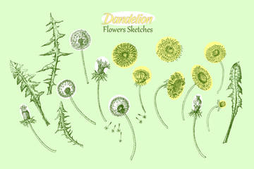 Dandelions Wild Flowers Sketches. Hand Drawn Illustration - 274671203