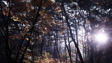 sunset in forest