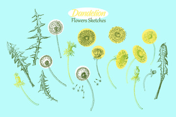 Dandelions Wild Flowers Sketches. Hand Drawn Illustration - 274671219