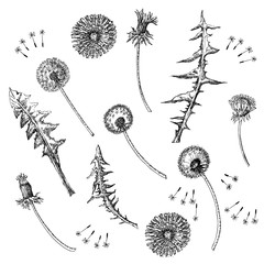 Dandelions Flowers Seamless Pattern.  Hand drawn sketches. - 274671235