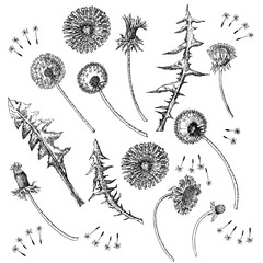 Dandelions Flowers Seamless Pattern.  Hand drawn sketches. - 274671263