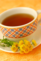 Cotton lavender infusion. Santolina chamaecyparissus.