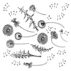 Dandelions Flowers Seamless Pattern.  Hand drawn sketches. - 274671285