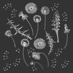 Dandelions Flowers Seamless Pattern.  Hand drawn sketches  - 274671448