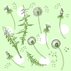 Dandelions Flowers Seamless Pattern.  Hand drawn sketches - 274671480