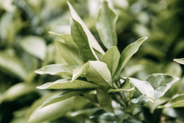  The nature of Montenegro in macro photography. Abstract tropical backgrounds of leaves and grass.
