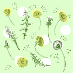 Dandelions Flowers Seamless Pattern.  Hand drawn sketches - 274671604