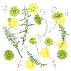 Dandelions Flowers Seamless Pattern.  Hand drawn sketches - 274671617
