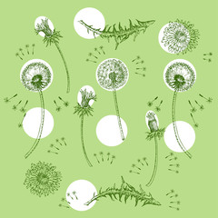 Dandelions Flowers Seamless Pattern.  Hand drawn sketches - 274671637