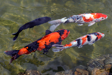 Colorful koi fish swimming in the lake